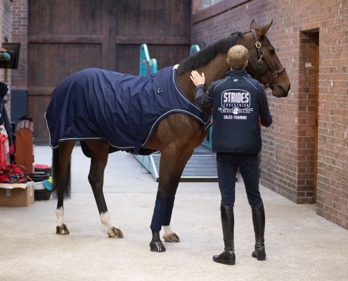 Strides Equestrian