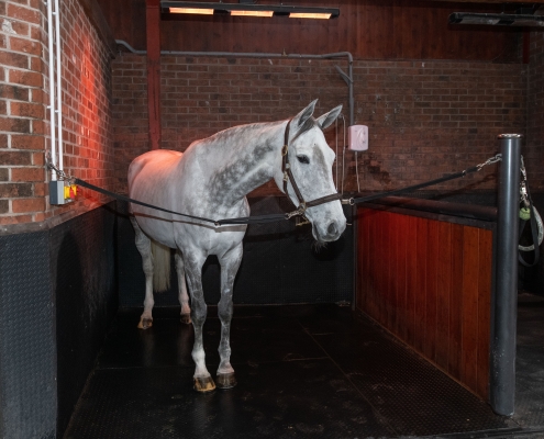 Strides Equestrian